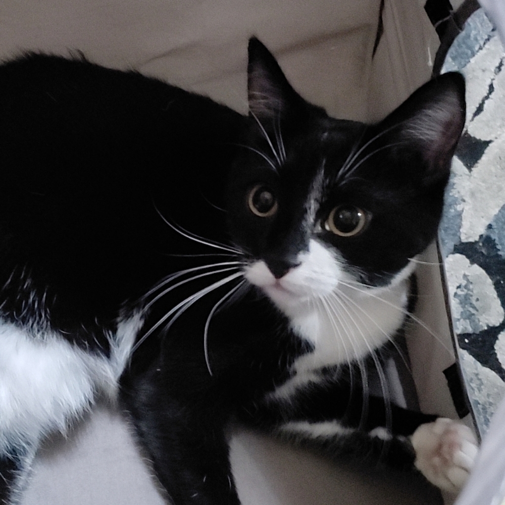 Meet your Posher, Isra!
